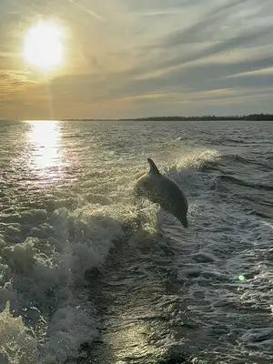 Jumping dolphin with sunset, taken from a rental boat - Amy's Boat Rental Cape Coral Florida
